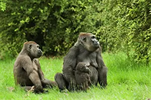 Subspecies: Western Lowland Gorilla (Gorilla gorilla gorilla)