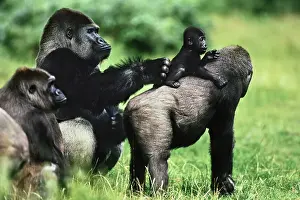 Hominoidea: Western Lowland Gorilla (Gorilla gorilla gorilla)