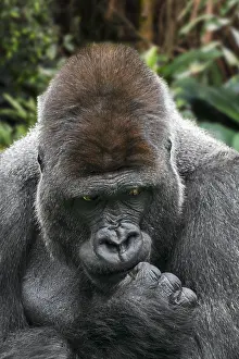 Silverback: Western lowland gorilla (Gorilla gorilla gorilla)