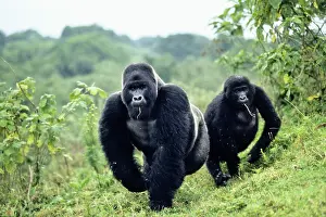 Silverback: Western Lowland Gorilla (Gorilla gorilla gorilla)