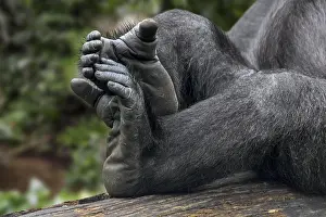 Center: Western lowland gorilla (Gorilla gorilla gorilla)