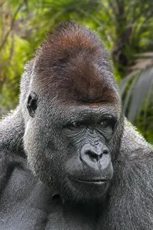 Center: Western lowland gorilla (Gorilla gorilla gorilla)