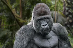 Center: Western lowland gorilla (Gorilla gorilla gorilla)
