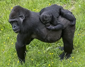 Center: Western lowland gorilla (Gorilla gorilla gorilla)