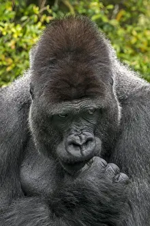 Center: Western lowland gorilla (Gorilla gorilla gorilla)