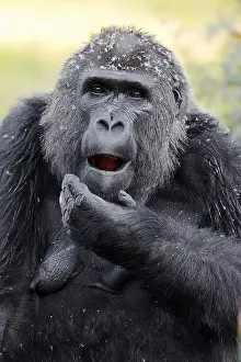 Gorilla: Western lowland gorilla (Gorilla gorilla gorilla)