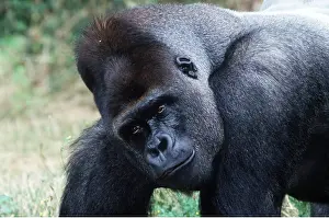 Silverback: Western Lowland Gorilla - male silverback