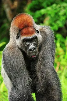 Silverback: Western Lowland Gorilla - male - silverback - controlled