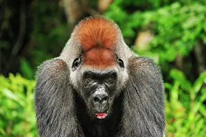 Silverback: Western Lowland Gorilla - male - silverback - controlled