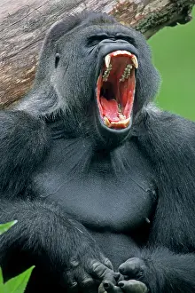 Opened: Western Lowland Gorilla, male, silverback, native