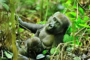 Congo: Western Lowland Gorilla - mother with baby Nouabale-Ndoki