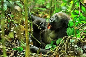 Congo: Western Lowland Gorilla - mother with baby suckling