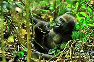 Congo: Western Lowland Gorilla - mother with baby suckling