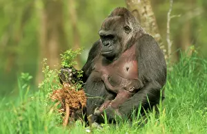 Familes: WESTERN LOWLAND GORILLA - Parent with young, feeding