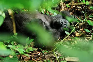 Congo: Western Lowland Gorilla - resting Nouabale-Ndoki