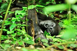 Congo: Western Lowland Gorilla - resting Nouabale-Ndoki