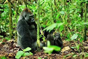 Silverback: Western Lowland Gorilla - silverback with baby Nouabale-Ndok