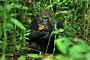 Silverback: Western Lowland Gorilla - silverback - eating fruit