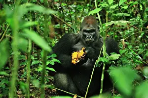 Silverback: Western Lowland Gorilla - silverback - eating fruit