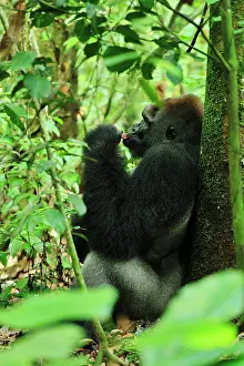 Silverback: Western Lowland Gorilla - silverback eating Nouabale-Ndoki