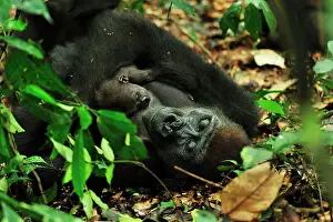 Silverback: Western Lowland Gorilla - silverback looking for