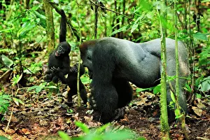 Silverback: Western Lowland Gorilla - silverback - looking for
