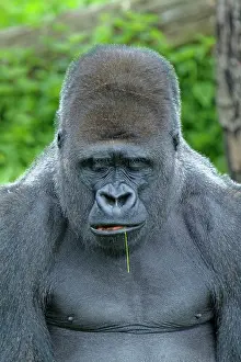 Silverback: Western Lowland Gorilla - silverback male
