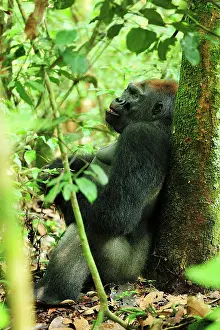 Silverback: Western Lowland Gorilla - silverback resting Nouabale-Ndoki