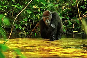 Congo: Western Lowland Gorilla - in stream Nouabale-Ndoki