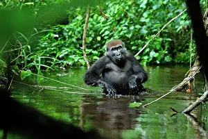 Congo: Western Lowland Gorilla - walking inside a small