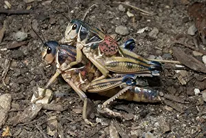 Grasshopper: Western Lubber (Brachystola magna)