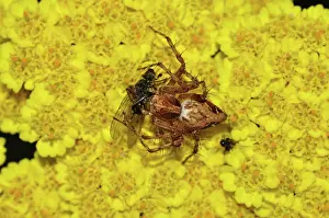 Scalaris: Western Lynx Spider with fly