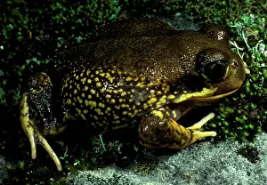 Excavated: Western marsh frog. Lays eggs in foam nest in burrow