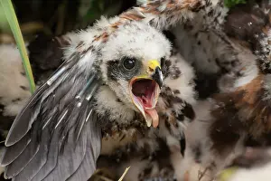 Screaming: Western Marsh Harrier