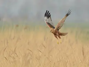 Reedbed: Western Marsh Harrier