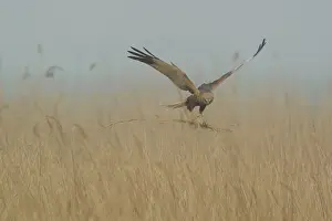Reedbed: Western Marsh Harrier