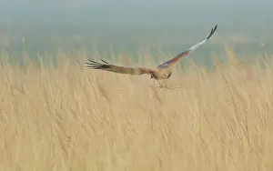 Reedbed: Western Marsh Harrier