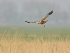 Reedbed: Western Marsh Harrier