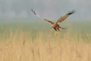 Reedbed: Western Marsh Harrier