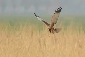 Reedbed: Western Marsh Harrier
