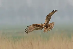 Zeevang: Western Marsh Harrier