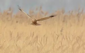 Reedbed: Western Marsh Harrier