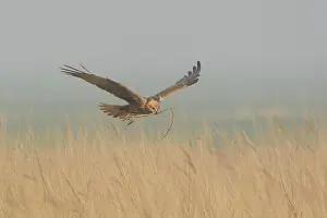 Reedbed: Western Marsh Harrier