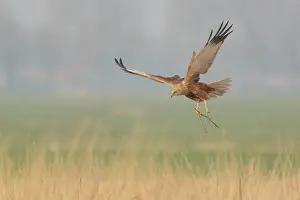 Reedbed: Western Marsh Harrier