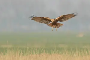 Circus: Western Marsh Harrier
