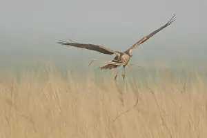Circus: Western Marsh Harrier