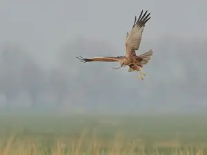 Circus: Western Marsh Harrier