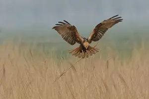 Circus: Western Marsh Harrier