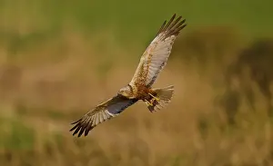 Circus: Western Marsh Harrier