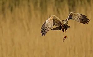Circus: Western Marsh Harrier